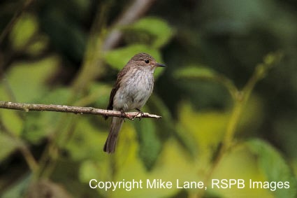 Spotted Flycatcher